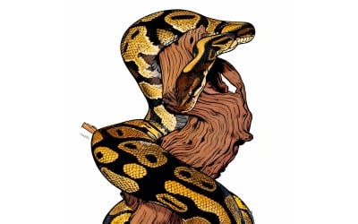 Ball Phyton Snake Closeup Head Ball Phyton Snake Closeup Wood Illustration