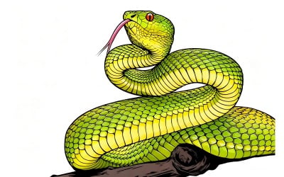 Close Up Snake Against Black Background 1 Illustration