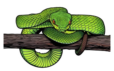Close Up Snake Black Background Illustration