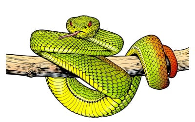 Close Up Snake Branch Black Background Illustration