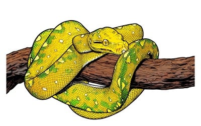 Green Tree Python Juvenile Closeup Branch With Black Background Green Tree Illustration