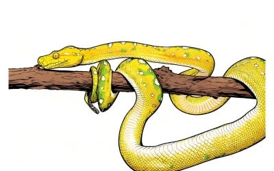 Зелене дерево Python неповнолітніх крупним планом відділення з чорним фоном ілюстрація