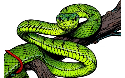 Illustrazione di un ramo con un serpente vipera verde