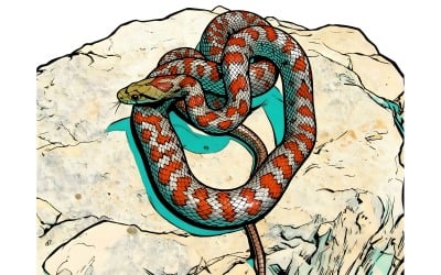 Top View Shot European Rat Snake Coiled Stones Illustration
