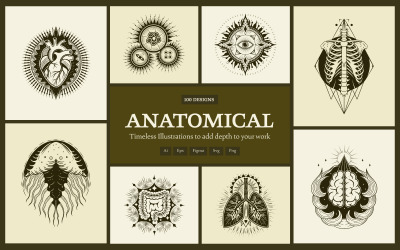Anatomical Illustrations Set