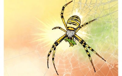 Black Yellow Stripe Argiope Bruennichi Wasp Spider Web Illustration