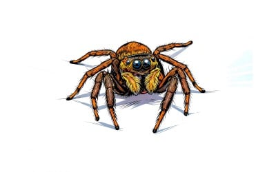 Close Up Spider 2 Illustration