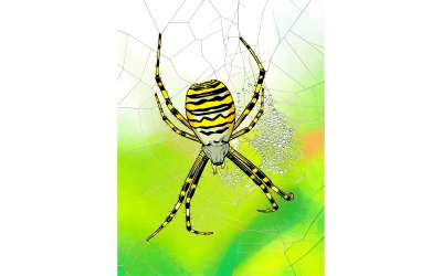 Close Up Spider Web 1 Illustration