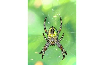 Closeup Spider Web Sunlight With Greenery Illustration