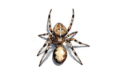 Diadem Spider Araneus Diadematus White Isolated Illustration