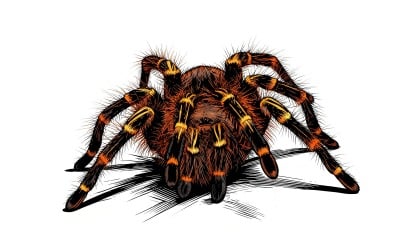 Grammostola Pulchripes Golden Knee Tarantura White Surface Illustration