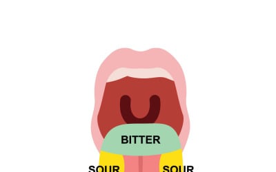 Tongue Taste Buds Vector Illustration, Human Tongue Anatomy with Taste Zones