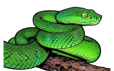 Two Green Viper Snake Closeup Green Albolaris Snake Front View Illustration