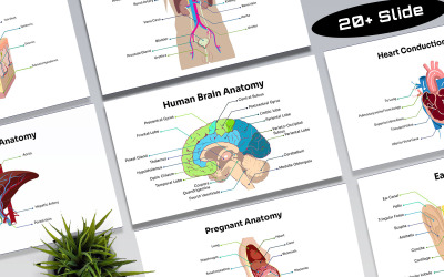 Human Anatomy Presentation Template