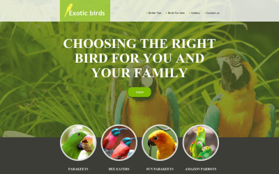 Birds Muse Template