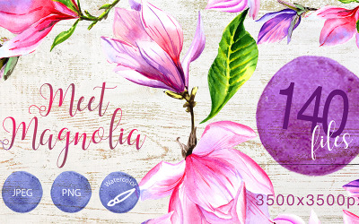 Conozca Magnolia PNG Conjunto de flores de acuarela - Ilustración