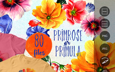 Primrose Or Primula Flowers - PNG Watercolor - Illustration
