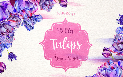 Schöne lila Tulpe PNG Aquarell Set - Illustration