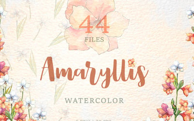 Amaryllis virágok akvarell Png - illusztráció