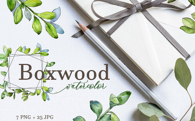 Boxwood Watercolor png - Illustration