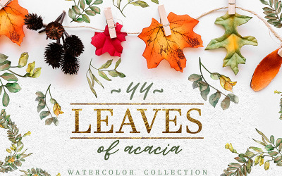 Leaves Of Acacia Watercolor Png - Illustration