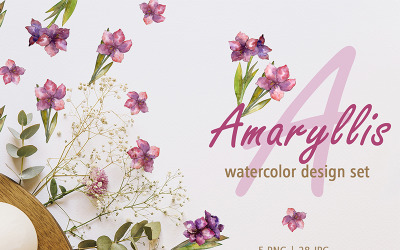 Amaryllis Design Set Aquarel Png - Illustratie