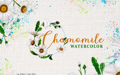 Chamomile Watercolor Png - Illustration
