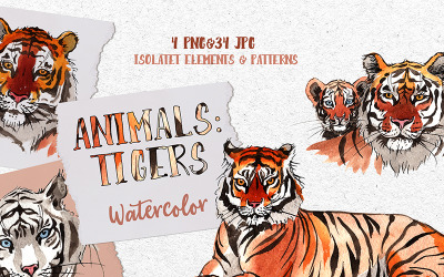 Állatok: Tigrisek akvarell Png - illusztráció