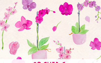 27 mooie orchideebloemen - illustratie
