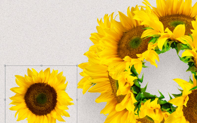 Sunflowers Creator Pack termékmakett
