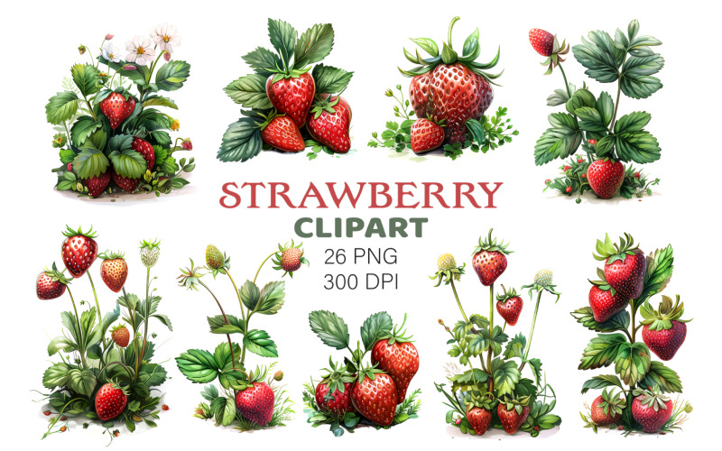 Strawberry, Berries with leaves and flower clipart PNG. Illustration