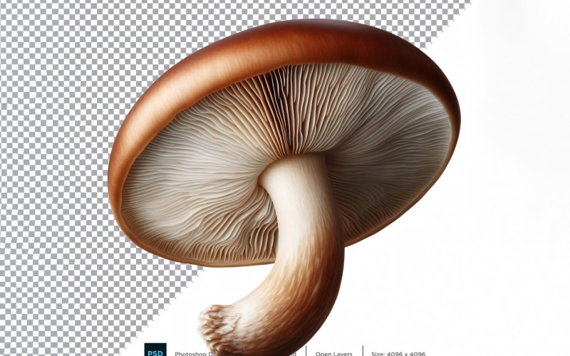 Mushroom Fresh Vegetable Transparent background 01 Vector Graphic