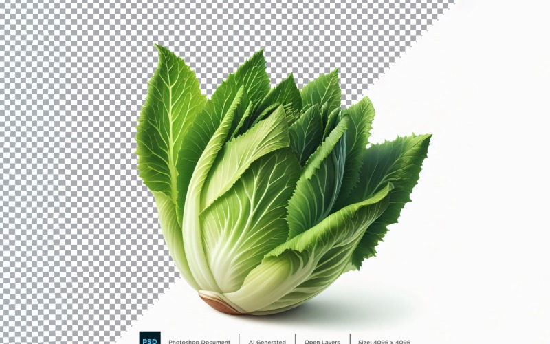 Endive Fresh Vegetable Transparent background 02 Vector Graphic