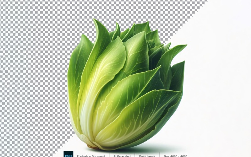Endive Fresh Vegetable Transparent background 06 Vector Graphic