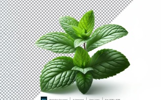 Mint Fresh Vegetable Transparent background 05