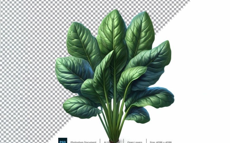 sorrel Fresh Vegetable Transparent background 02 Vector Graphic