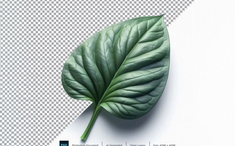 sorrel Fresh Vegetable Transparent background 04 Vector Graphic