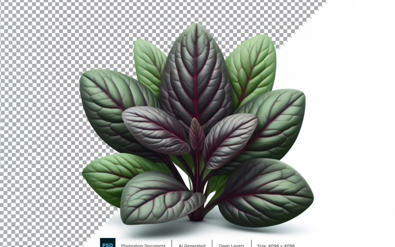 sorrel Fresh Vegetable Transparent background 10 Vector Graphic
