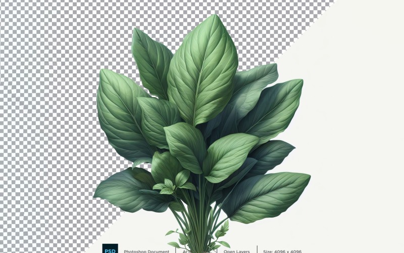 sorrel Fresh Vegetable Transparent background 12 Vector Graphic