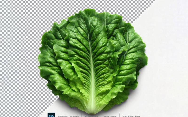 Lettuce Fresh Vegetable Transparent background 12 Vector Graphic