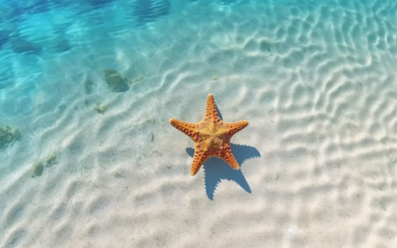 Starfish and seashell on the sandy beach in sea water 374 Illustration