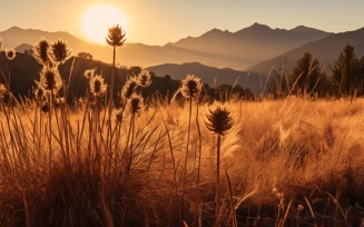 Sunny day of summer outdoor sunset behind brown dry plant 459