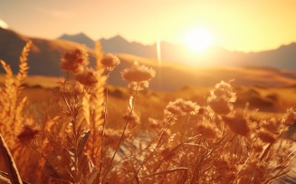 Sunny day of summer outdoor sunset behind brown dry plant 463