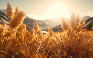 Sunny day of summer outdoor sunset behind brown dry plant 466