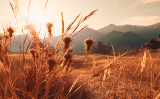 Sunny day of summer outdoor sunset behind brown dry plant 467