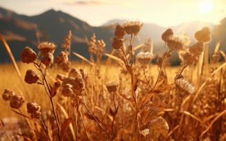 Sunny day of summer outdoor sunset behind brown dry plant 469
