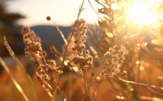 Sunny day of summer outdoor sunset behind brown dry plant 488
