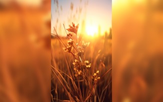 Sunny day of summer outdoor sunset behind brown dry plant 500