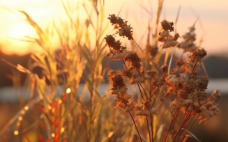 Sunny day of summer outdoor sunset behind brown dry plant 503