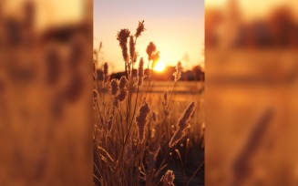 Sunny day of summer outdoor sunset behind brown dry plant 493